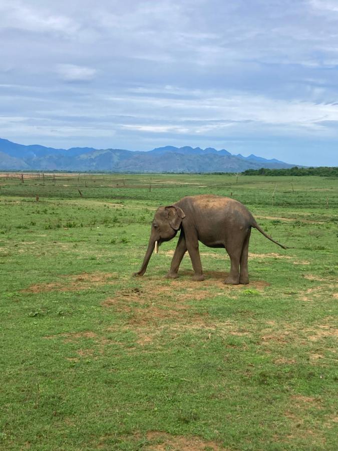 Hotel Amba Kola Udawalawa Udawalawe Exteriér fotografie