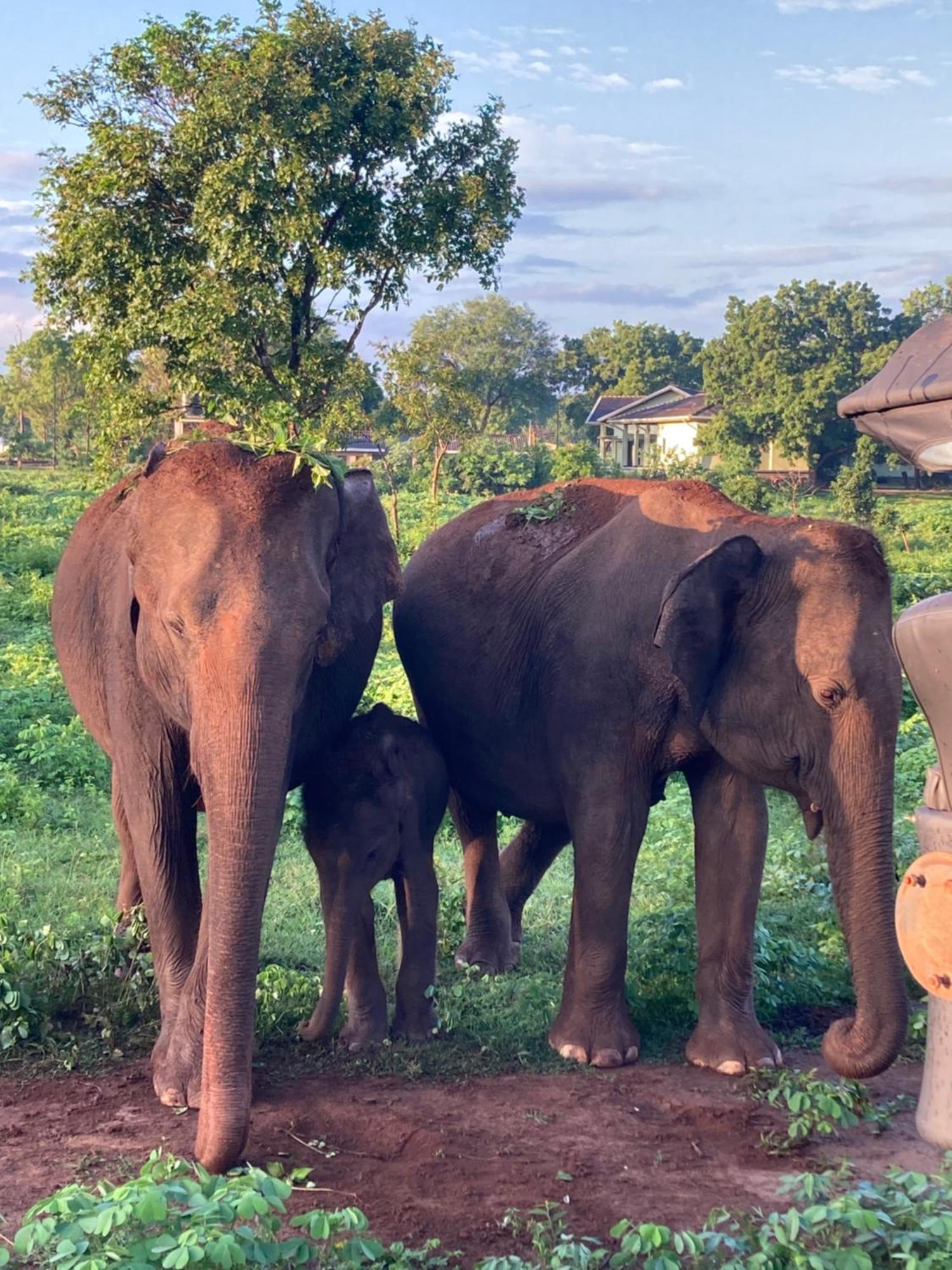 Hotel Amba Kola Udawalawa Udawalawe Exteriér fotografie